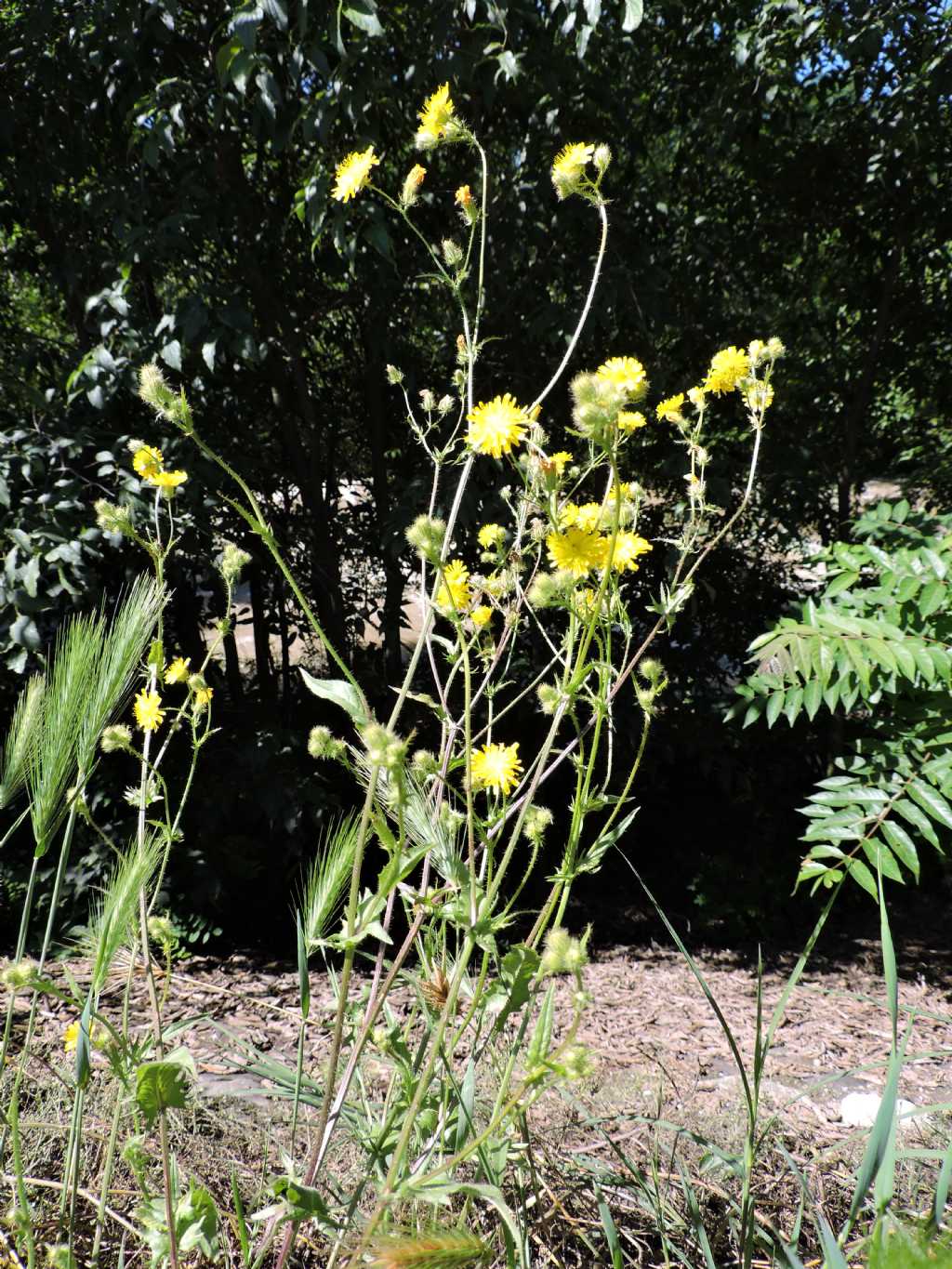 Crepis setosa / Radicchiella cotonosa